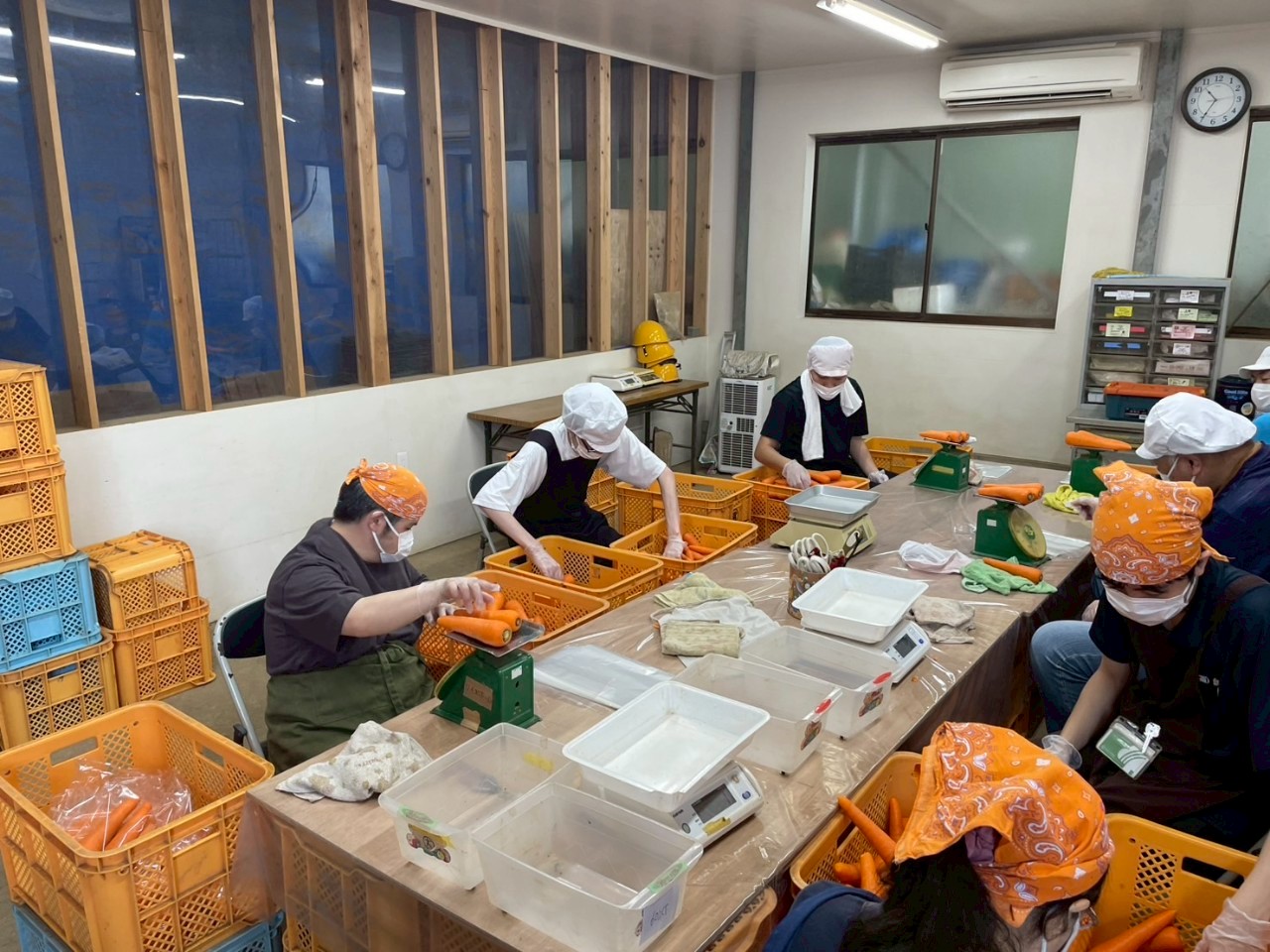 収穫した人参を選別・計量する作業の様子